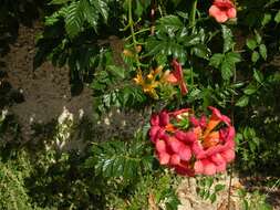 Image of <i>Campsis radicata</i>