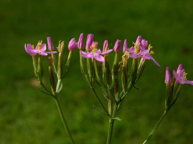 Image of Centaury