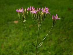 Image of Centaury