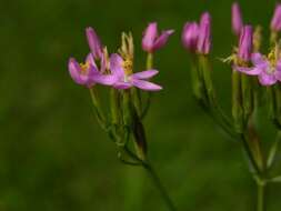 Image of Centaury