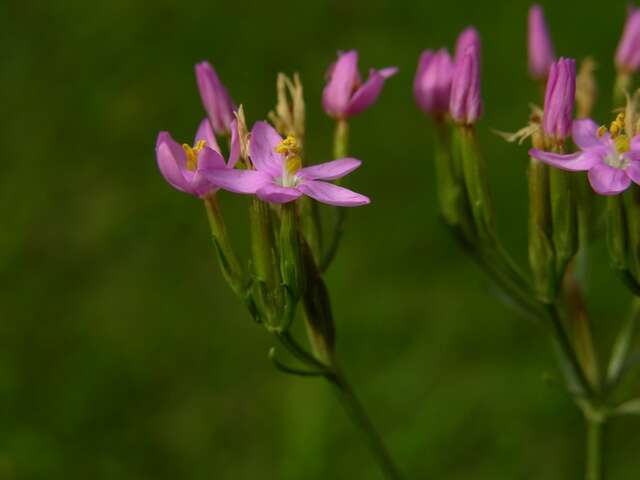 Image of Centaury