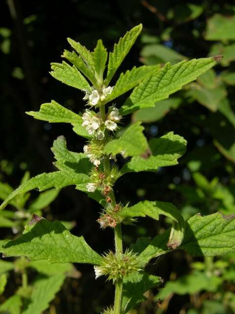 Image of Bugleweed