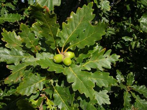 Image of beech family