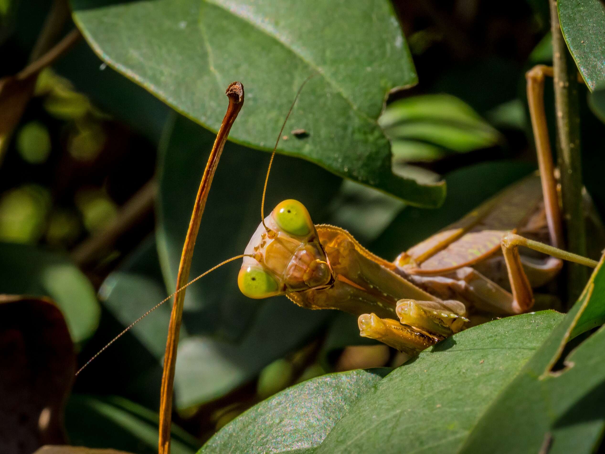 Image of mantids