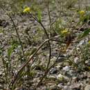 Image of <i>Ranunculus <i>flammula</i></i> subsp. flammula