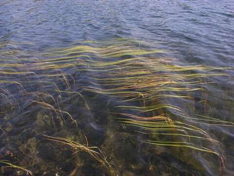 Image of bur-reed