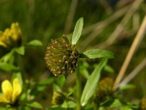 Plancia ëd Bidens