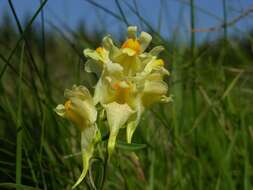 Image of Toadflax