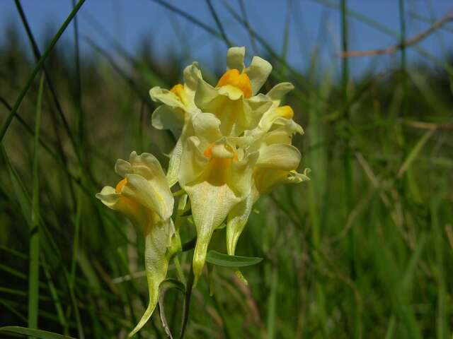 Image of Toadflax