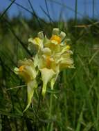 Image of Toadflax