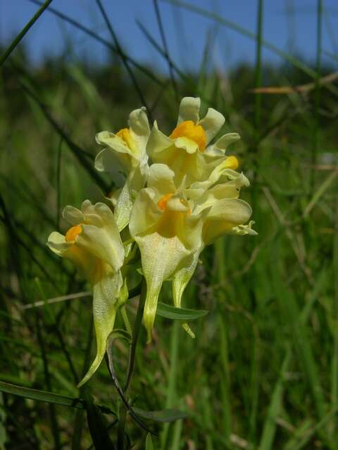 Image of Toadflax