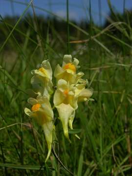 Image of Toadflax