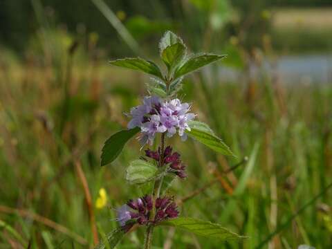 Image of wild mint