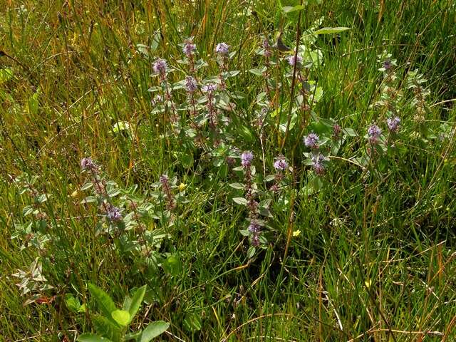 Image of wild mint