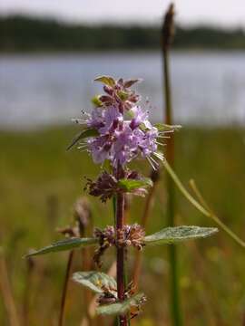 Image of wild mint