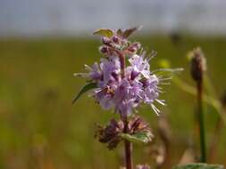 Image of wild mint