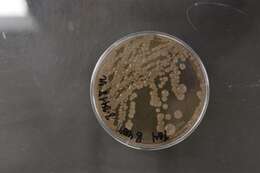 Image of Bacillus