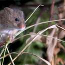 Image of harvest mouse, dwarf mouse, red mouse