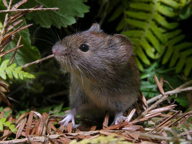 Image of red-backed vole