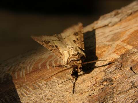 Image of Agrotis