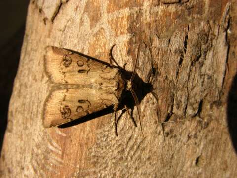 Image of Agrotis