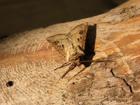 Image of Agrotis