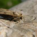 صورة Agrotis exclamationis Linnaeus 1758