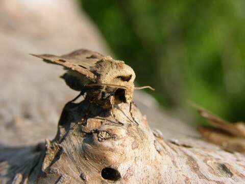 Image of Agrotis