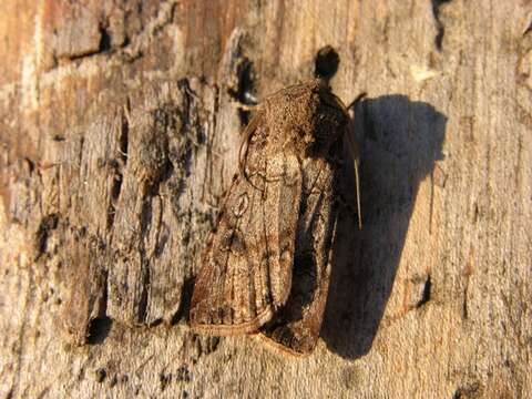 Image of Agrotis