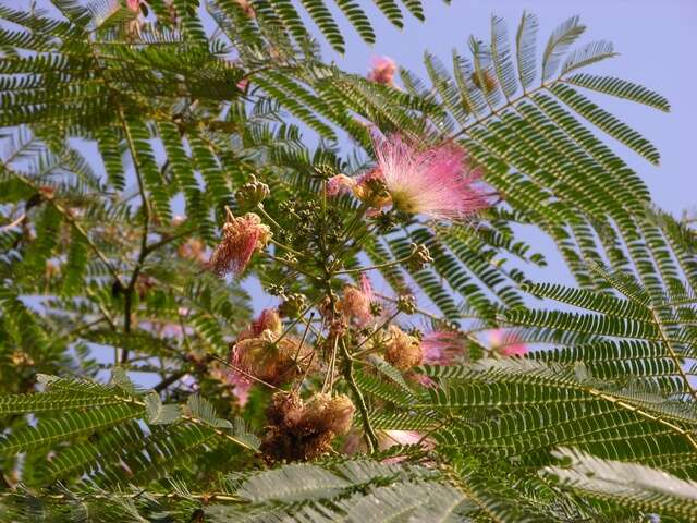 Image of albizia