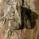 Image of clouded-bordered brindle