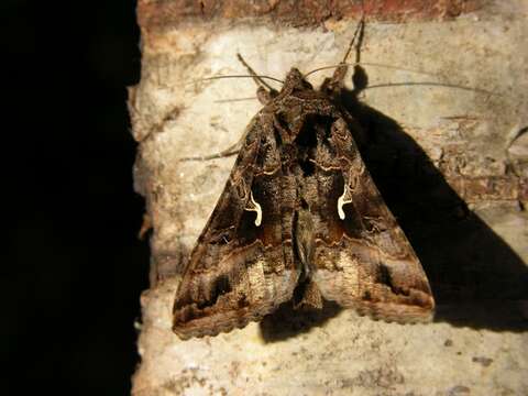 Image of Autographa