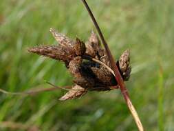 Image of bulrush