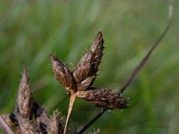 Image of bulrush