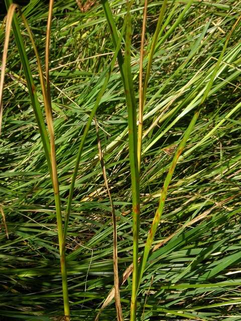 Image of bulrush