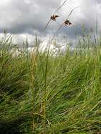 Image of bulrush