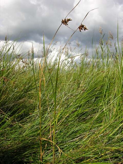 Image of bulrush