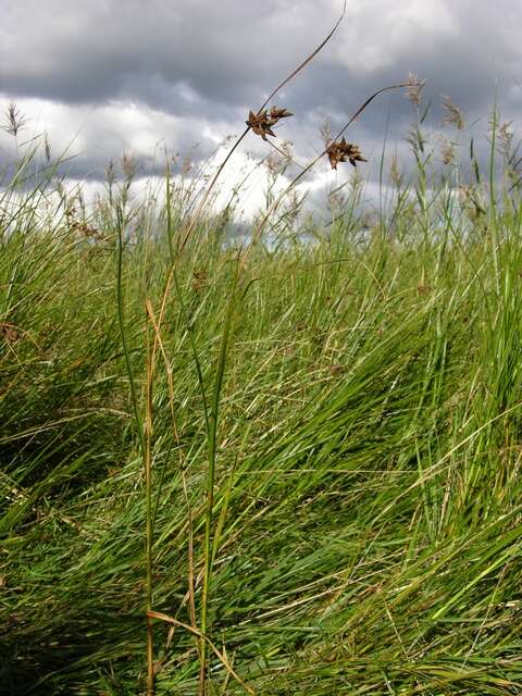 Image of bulrush