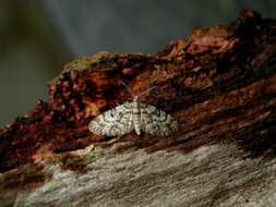 Слика од Eupithecia tantillaria Boisduval 1840