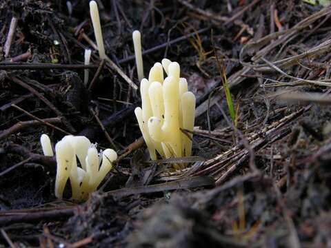 Image of Clavaria