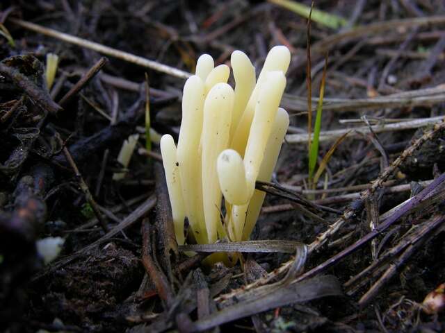 Image of Clavaria