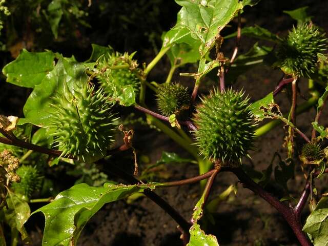 Image de Datura