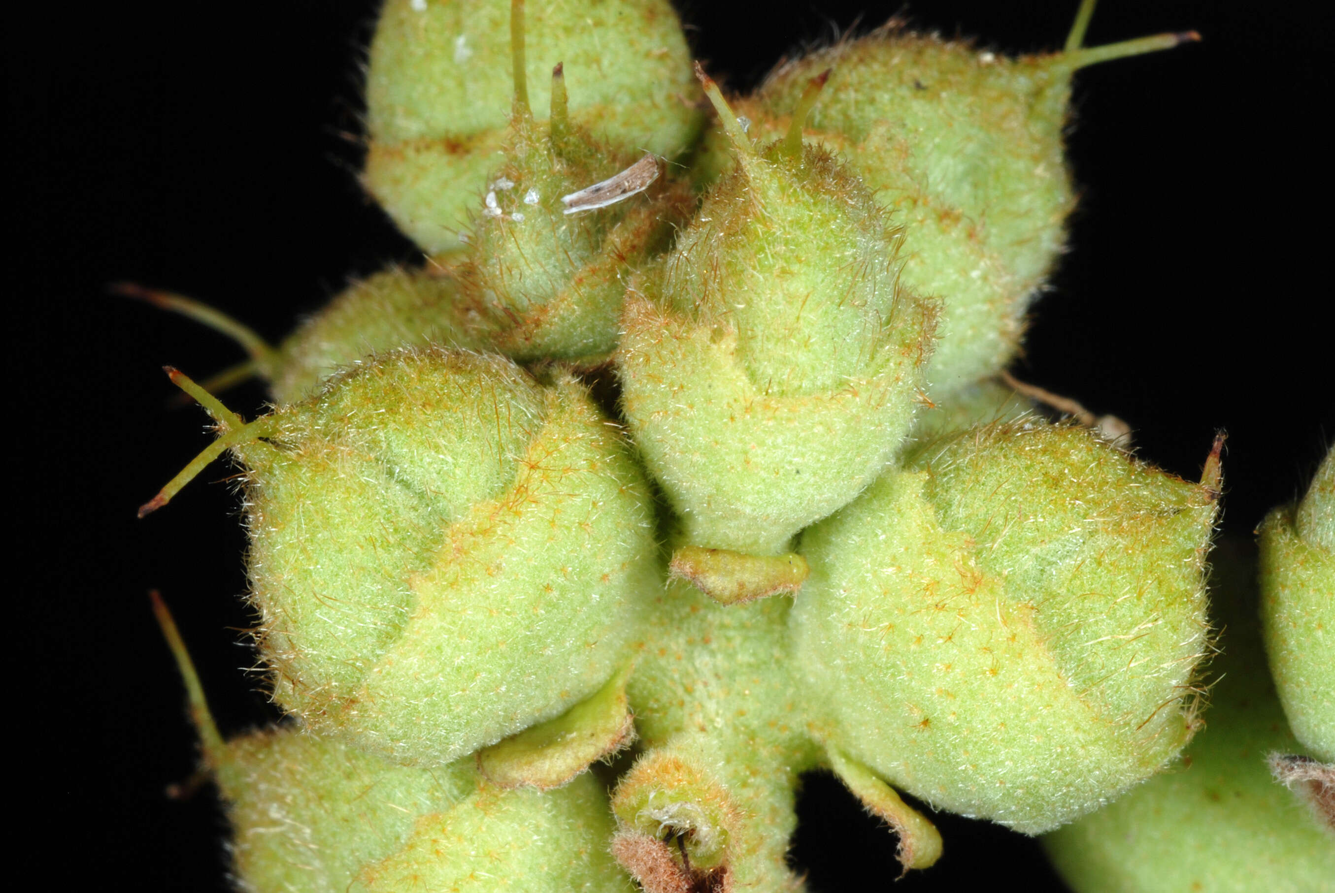 Imagem de Fothergilla gardenii Murr.