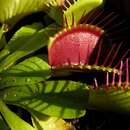 Image of Venus flytrap