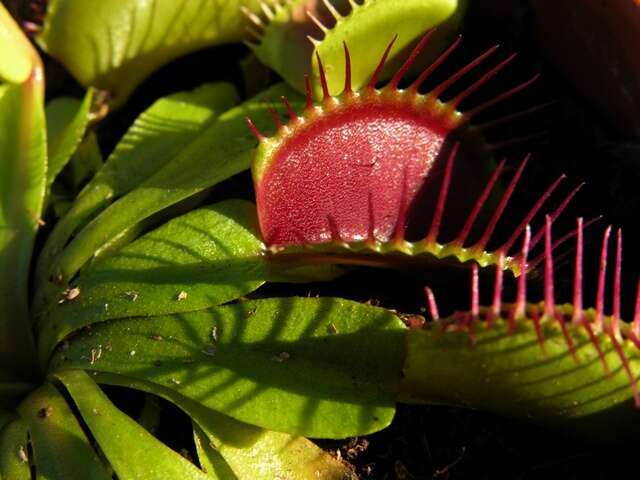 tropical rainforest venus fly trap