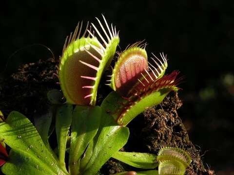 Image of Dionaea