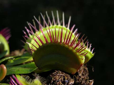 Image of Dionaea