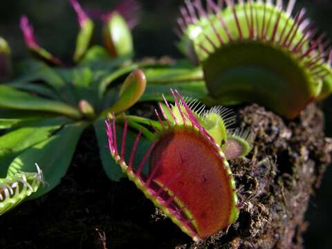 Image of Dionaea