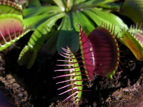 Image of Dionaea