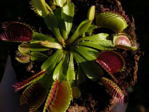 Image of Dionaea